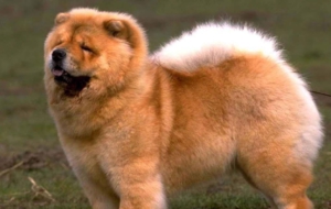 Chow Chow HD Wallpaper