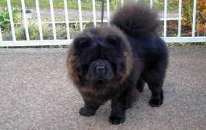 Chow Chow High Definition