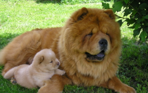 Chow Chow High Definition Wallpapers