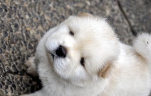 Chow Chow High Quality Wallpapers