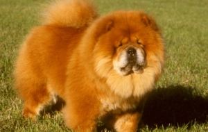 Chow Chow Photos