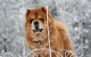 Chow Chow Pictures