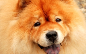 Chow Chow Wallpaper