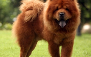 Chow Chow Wallpapers