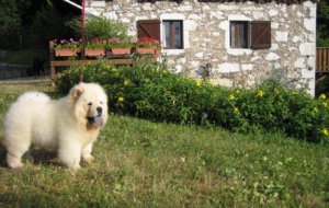 Chow Chow For Deskto