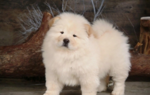 Chow Chow Full HD