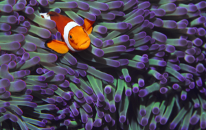 Clown Fish Computer Wallpaper