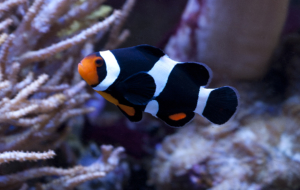 Clown Fish Deskto