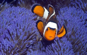 Clown Fish HD Deskto