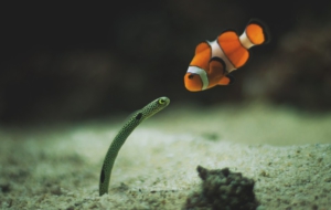 Clown Fish High Quality Wallpapers