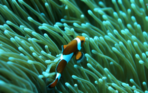 Clown Fish Photos