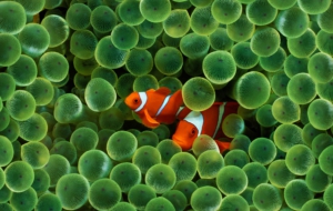 Clown Fish Wallpapers