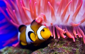 Clown Fish Wallpapers HD