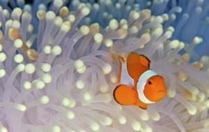 Clown Fish Widescreen