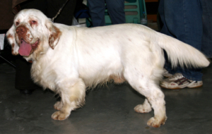 Clumber Spaniel Pictures