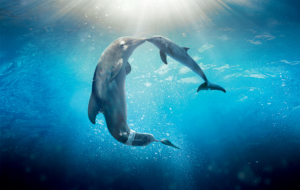 Dolphin Images