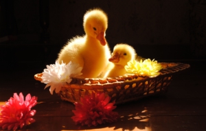 Duck High Definition