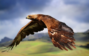 Eagle High Definition Wallpapers Eagle High Definition Wallpapers