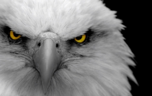 Eagle Pictures Eagle Pictures