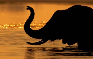 Elephant HD Elephant HD