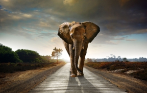 Elephant High Definition Wallpapers Elephant High Definition Wallpapers