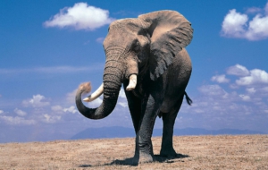 Elephant High Quality Wallpapers Elephant High Quality Wallpapers