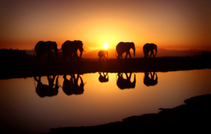 Elephant Wallpaper Elephant Wallpaper