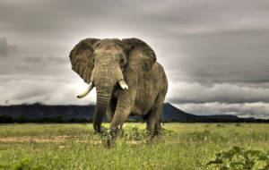 Elephant Wallpapers Elephant Wallpapers