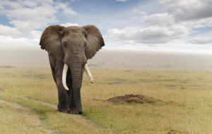 Elephant Wallpapers HD Elephant Wallpapers HD