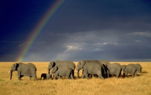 Elephant For Deskto Elephant For Deskto