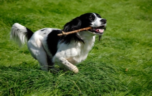 English Springer Spaniel Background English Springer Spaniel Background