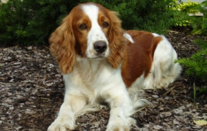 English Springer Spaniel Deskto English Springer Spaniel Deskto