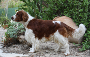 English Springer Spaniel High Quality Wallpapers English Springer Spaniel High Quality Wallpapers