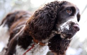 English Springer Spaniel Images English Springer Spaniel Images