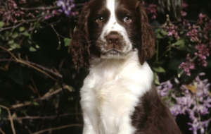 English Springer Spaniel Photos English Springer Spaniel Photos