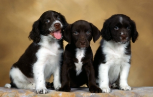 English Springer Spaniel Pictures English Springer Spaniel Pictures