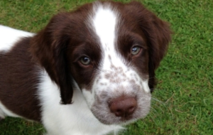 English Springer Spaniel Wallpaper English Springer Spaniel Wallpaper