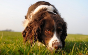 English Springer Spaniel Wallpapers HD English Springer Spaniel Wallpapers HD