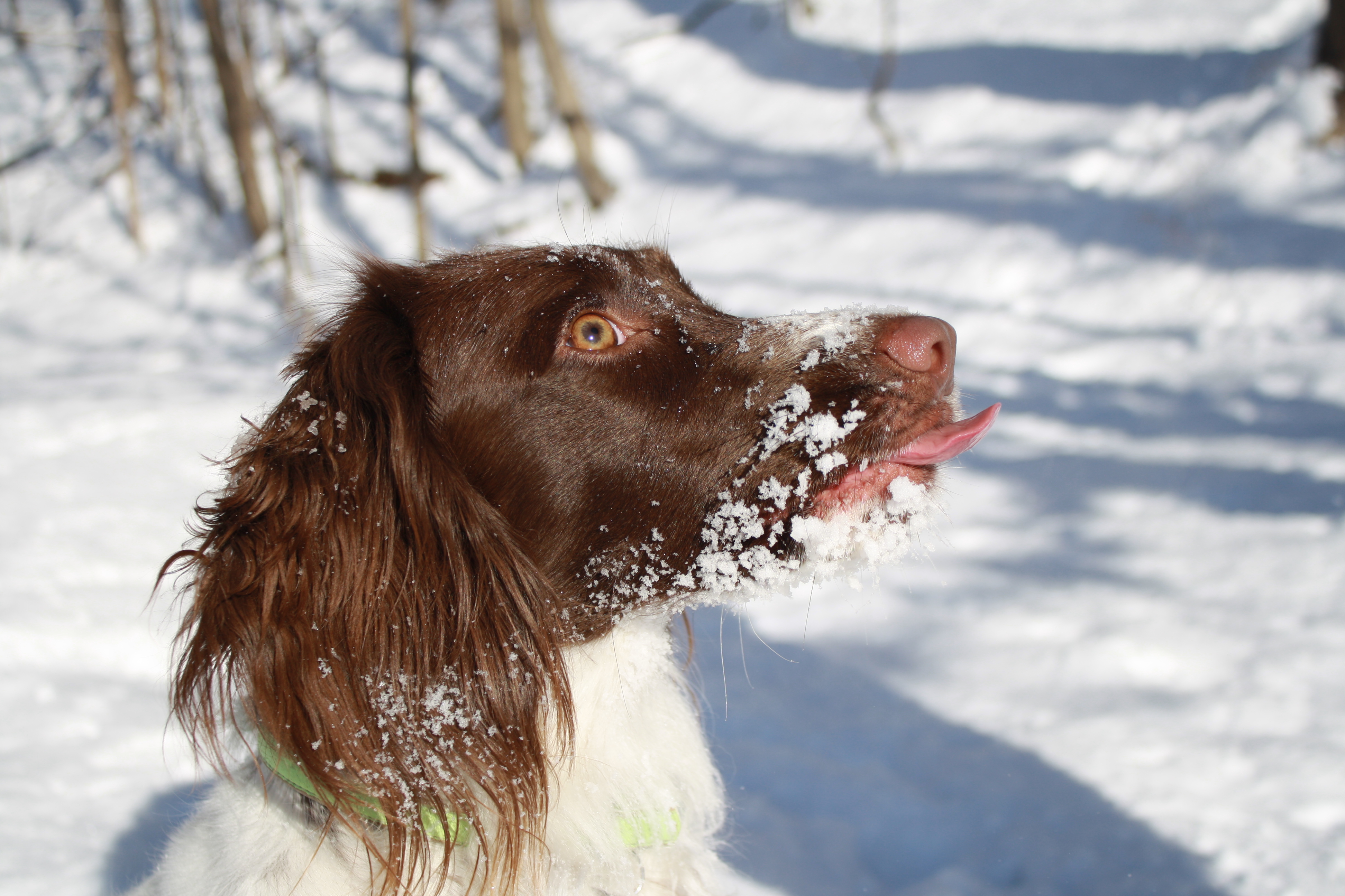 English Springer Spaniel