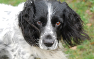 English Springer Spaniel For Deskto English Springer Spaniel For Deskto