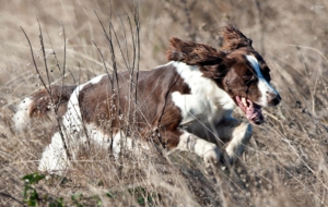 English Springer Spaniel Full HD English Springer Spaniel Full HD