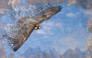 Falcon High Definition