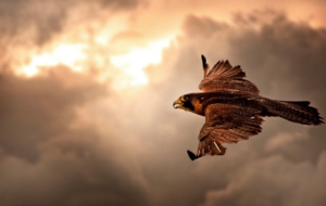 Falcon Wallpapers