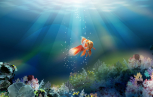 Fish Pictures Fish Pictures