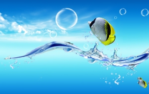 Fish Wallpaper Fish Wallpaper