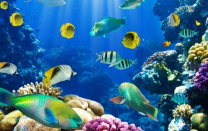 Fish Wallpapers HD Fish Wallpapers HD