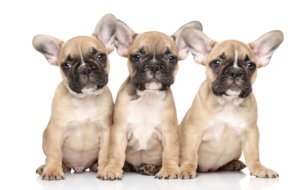 French Bulldog High Quality Wallpapers French Bulldog High Quality Wallpapers