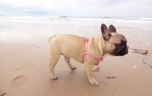 French Bulldog Widescreen