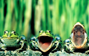 Frog HD Frog HD