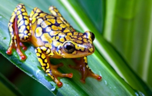Frog High Definition Wallpapers Frog High Definition Wallpapers